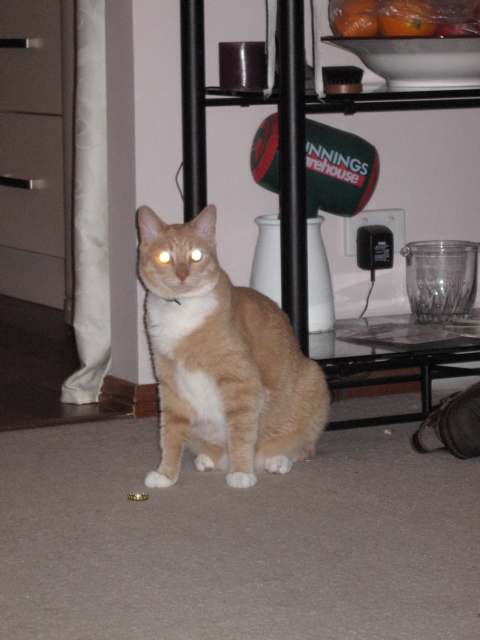 Demon Cat prepares for the New Year