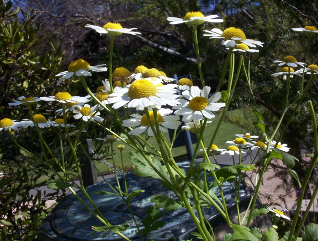 Pretty Flowers